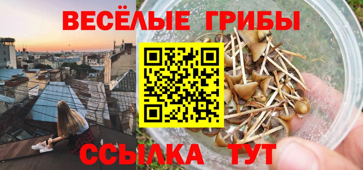 Псилоцибиновые грибы Psilocybine cubensis Луга